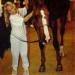 Champion Jumper Show Horse Stallion