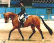 Champion Sport Horse Arabian Mare