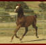 Russian National Show Horse Colt By Riverdance