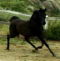 Black Arabian Sporthorse Mare