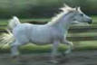 Russian Arabian Sport Horse mare