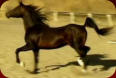 Arabian Showhorse Stallion
