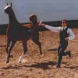 Russian Sporthorse Stallion