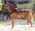 Russian Arabian Sporthorse Stallion