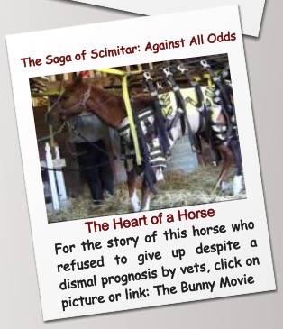 The Saga of Scimitar: Against All Odds The Heart of a Horse For the story of this horse who refused to give up despite a dismal prognosis by vets, click on picture or link: The Bunny Movie