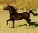 Russian Show Horse Stallion