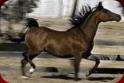 Arabian Show Horse Mare