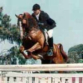 Russian Arabian Champion Stallion
