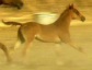 Sporthorse Arabian Mare
