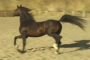Russian Bred Arabian Show Horse