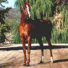 16h Arabian Sport Horse Stallion