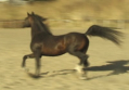 Son of Russian Arabian Stallion Ptersk