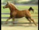 Russian Arabian Sport Horse mare