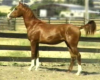 Russian Arabian Sport Horse stallion