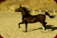 Russian Arabian Stallion