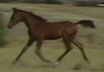 Arabian sport horse mare