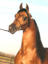 Pure Polish Arabian Show Horse Stallion