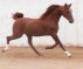 Arabian Sporthorse Mare
