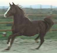 WOA Romanov