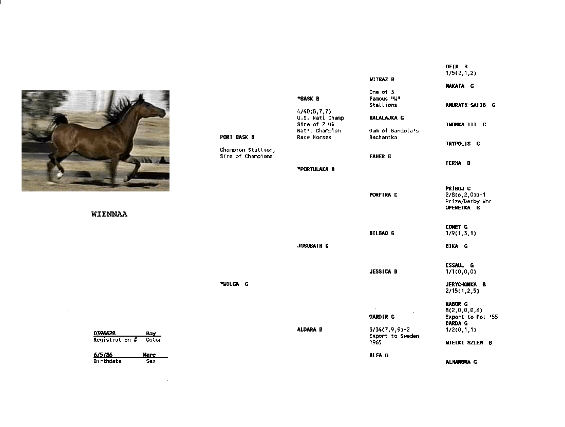 Classica VC's Pedigree