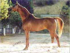 Halynov's offspring