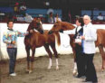 Halynov and Todd, Champion Stallion at Del Mar