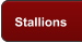 Stallions