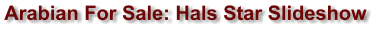 Arabian For Sale: Hals Star Slideshow