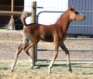 Arabian Sporthorse Stallion