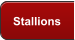 Stallions
