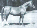 1960 British Supreme National Champion Mare