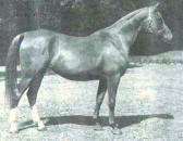 Russian Foundation Arabian Mare