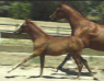 Arabian Mare with Filly