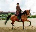 Linda and Halex Win Reserve Champion Country English