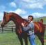 Russian Arabian Sport Horse Stallion