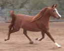 Arabian Sporthorse Mare