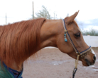 Arabian Sport Horse Mare