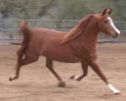 Arabian Sporthorse Mare