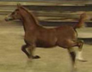 WOA Dancer Arabian Gelding for Sale