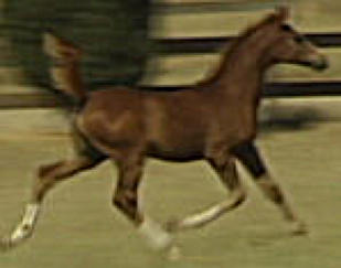 WOA Dancer Arabian Gelding for Sale