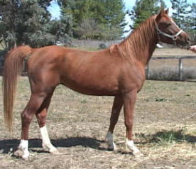 Arabian Gelding for Sale Halyva Star