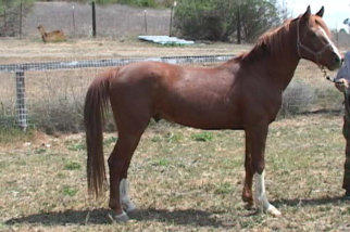 Arabian Stallion WOA Breakdancer