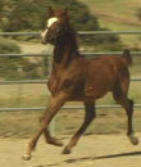 American Showhorse Command Performance