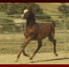 Russian National Show Horse Colt By Riverdance