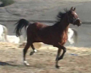 Arabian Gelding for Sale WOA Heeza Showeff