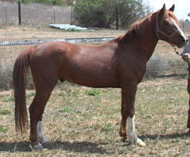 Arabian Stallion WOA Breakdancer