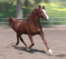 Russian Arabian Sport Horse Stallion