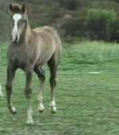 Ruah Arabian Gelding