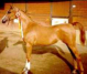 Multi-halter winning Arabian Mare