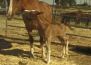 Arabian sport horse 